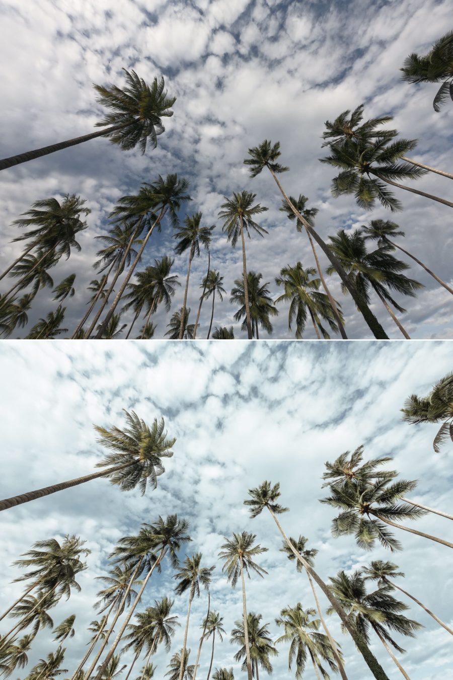 Pure Nature Before After 3
